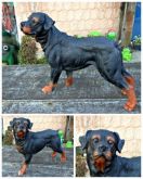 CACHORRO ROTTWEILER RESINA - ENCOMENDA LELENA BERNARDO